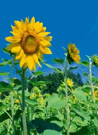 meditatia in natura flacara violet